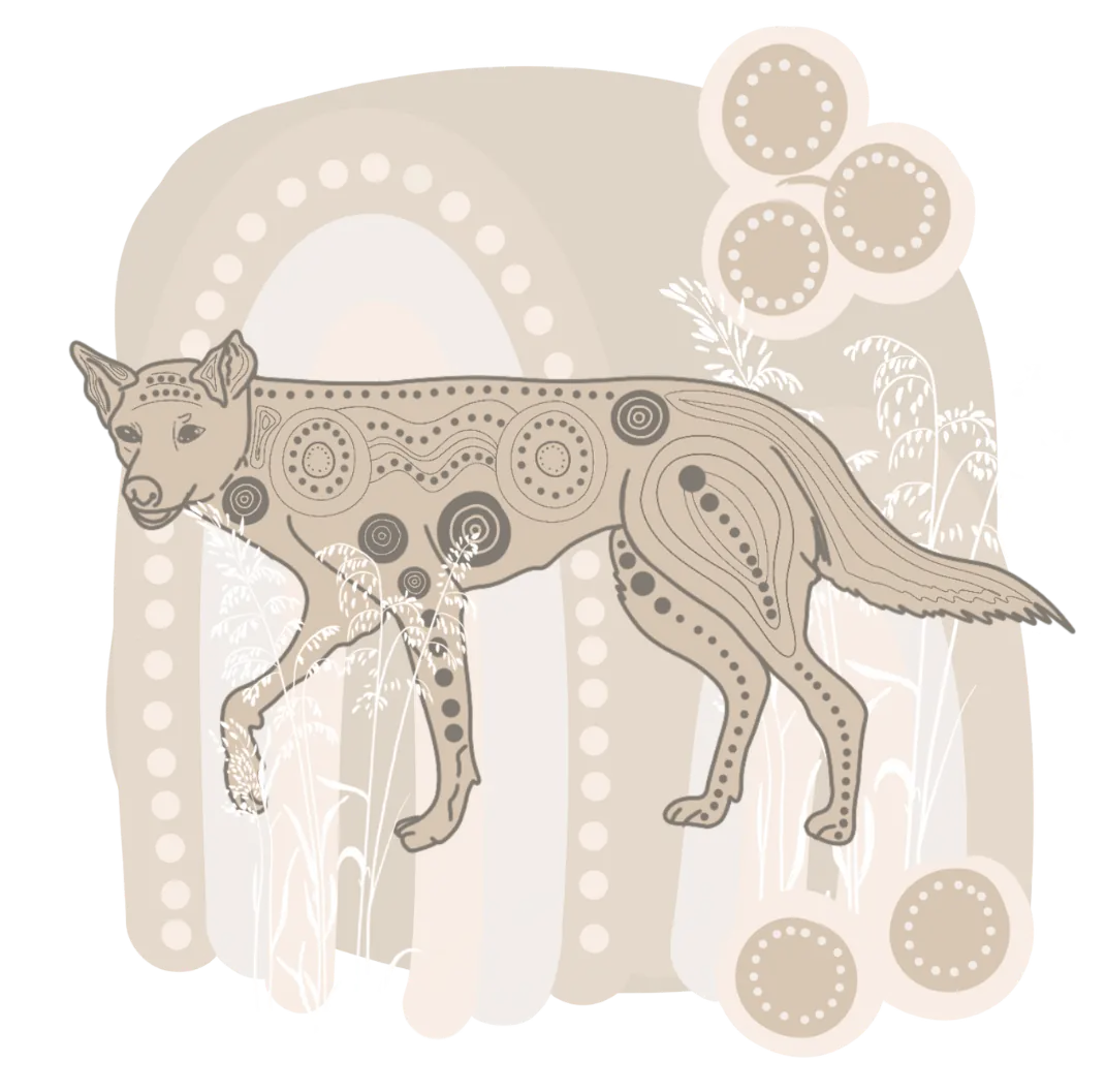 dingo